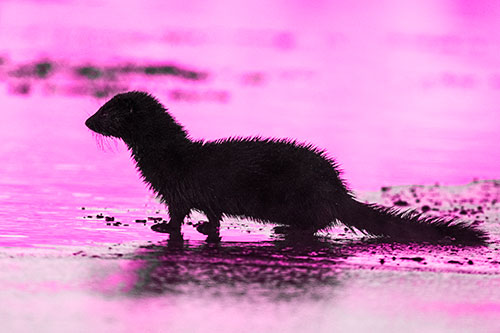 Soaked Mink Contemplates Swimming Across River (Pink Tone Photo)
