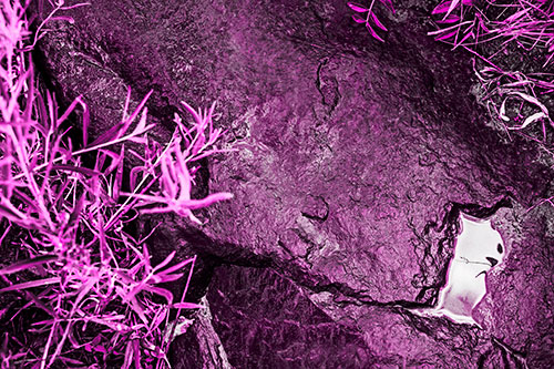 Soaked Puddle Mouthed Rock Face Among Plants (Pink Tone Photo)