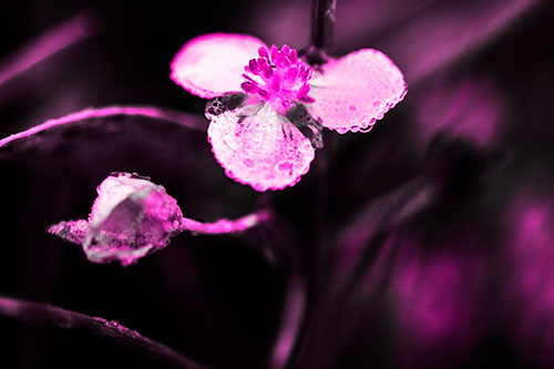 Soaking Wet Frogbit Flower Dew (Pink Tone Photo)