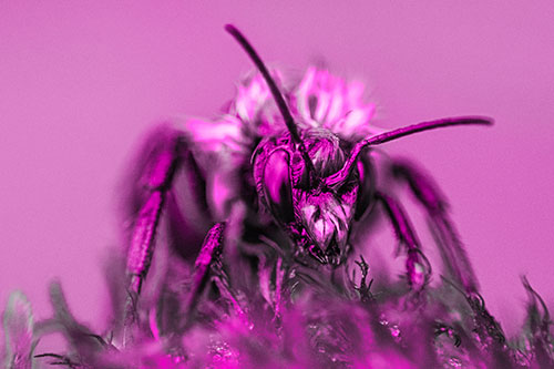 Soaking Wet Honey Bee Standing Atop Blanket Flower (Pink Tone)