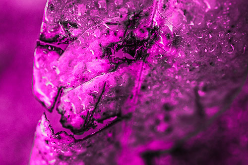 Soaking Wet Smiling Decayed Leaf Face (Pink Tone Photo)