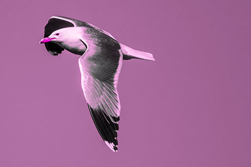 Soaring Seagull Circling Above Lake (Pink Tone)