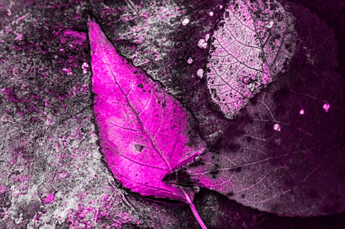 Soggy Cannibal Leaf Face Chewing Another Leaf (Pink Tone)