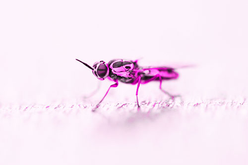 Soldier Fly Standing Still Among Light (Pink Tone)