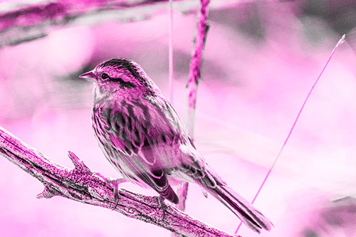 Song Sparrow Overlooking Water Pond (Pink Tone Photo)