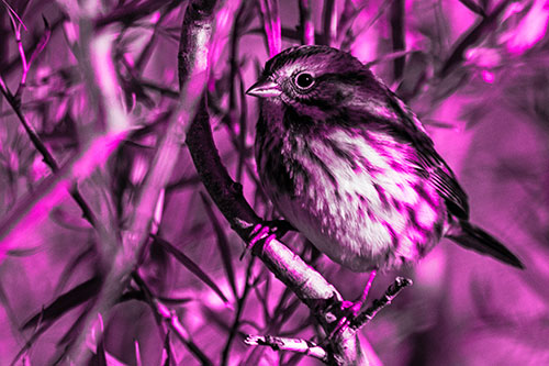 Song Sparrow Perched Along Curvy Tree Branch (Pink Tone Photo)