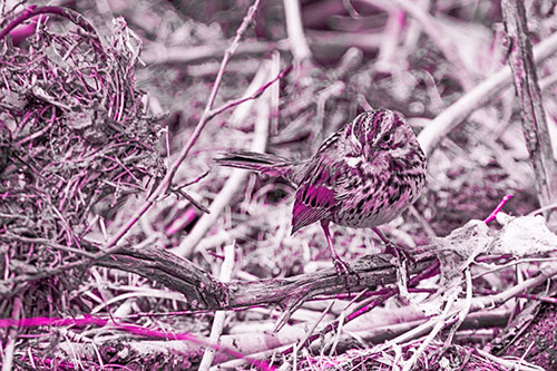 Song Sparrow Standing Atop Broken Branch (Pink Tone Photo)