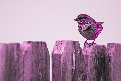 Song Sparrow Standing Atop Wooden Fence (Pink Tone Photo)