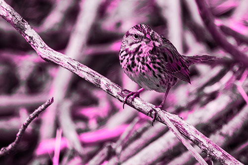 Song Sparrow Surfing Broken Tree Branch (Pink Tone Photo)