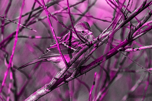 Song Sparrow Watches Sunrise Among Tree Branches (Pink Tone Photo)