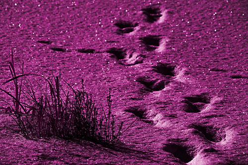 Sparkling Snow Footprints Across Frozen Lake (Pink Tone Photo)