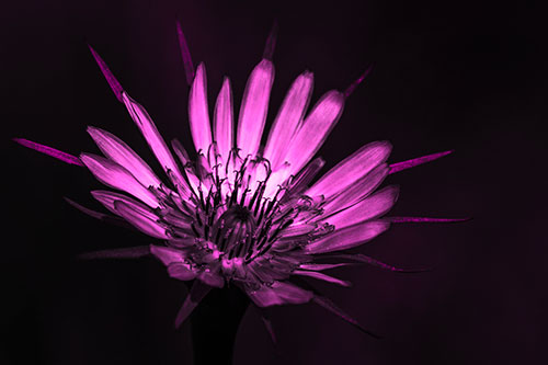 Spiky Salsify Flower Gathering Sunshine (Pink Tone Photo)