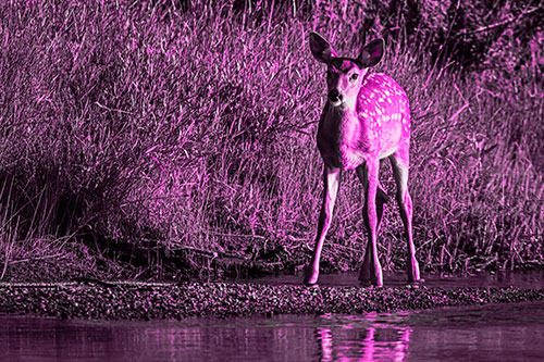 Spotted White Tailed Deer Standing Along River Shoreline (Pink Tone)