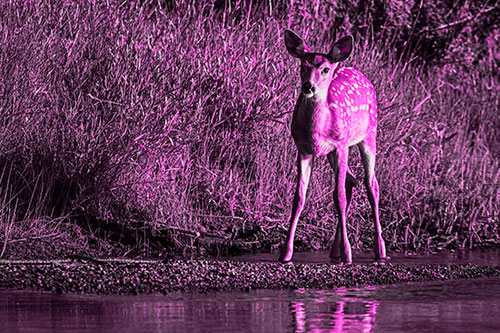 Spotted White Tailed Deer Standing Along River Shoreline (Pink Tone Photo)