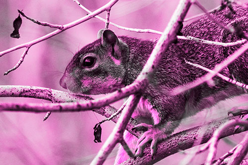 Squirrel Climbing Down From Tree Branches (Pink Tone Photo)