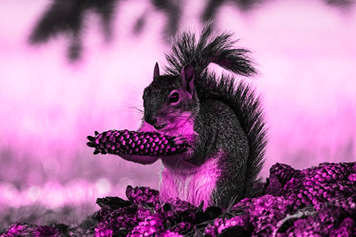 Squirrel Eating Pine Cones (Pink Tone Photo)