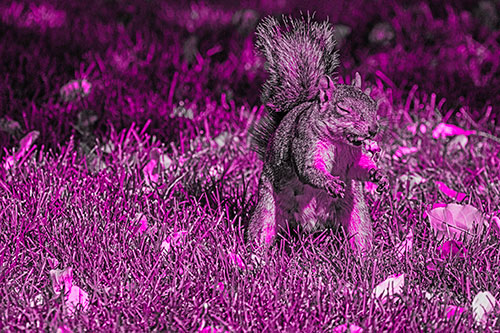 Squirrel Enjoying Breakfast Among Fallen Autumn Leaves (Pink Tone)