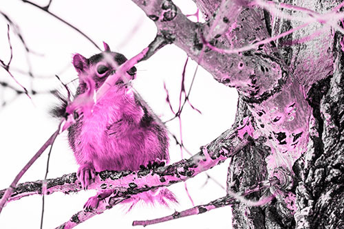 Squirrel Grabbing Chest Atop Two Tree Branches (Pink Tone Photo)