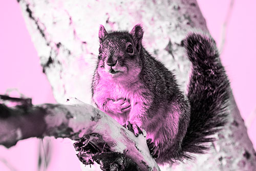 Squirrel Grasping Chest Atop Thick Tree Branch (Pink Tone Photo)