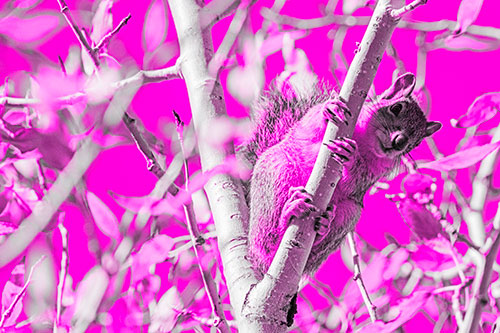 Squirrel Gripping Ahold Of Tree Branch (Pink Tone)