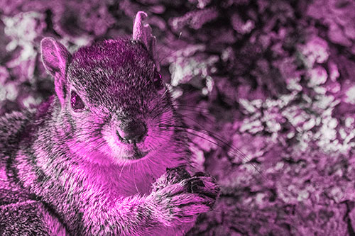 Squirrel Holding Food Atop Tree Branch (Pink Tone)