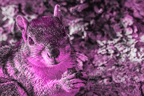 Squirrel Holding Food Atop Tree Branch (Pink Tone Photo)