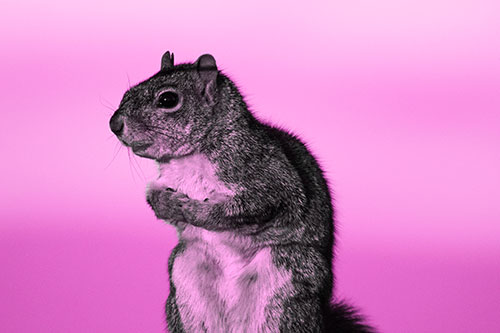 Squirrel Holding Food Tightly Amongst Chest (Pink Tone Photo)
