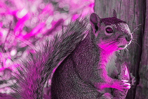 Squirrel Holding Watermelon Slice Glancing Sideways (Pink Tone)