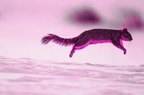 Squirrel Leap Flying Across Snow (Pink Tone Photo)
