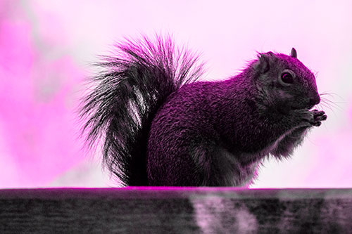 Squirrel Nibbles Breakfast Atop Concrete Skatepark (Pink Tone)