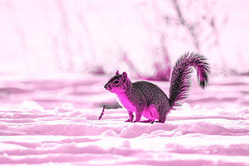 Squirrel Observing Snowy Terrain (Pink Tone Photo)