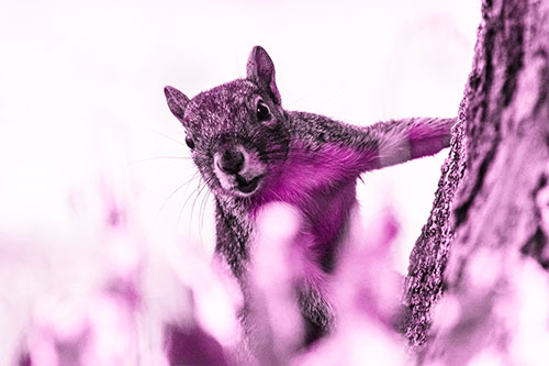 Squirrel Peeks Around Tree Base (Pink Tone Photo)
