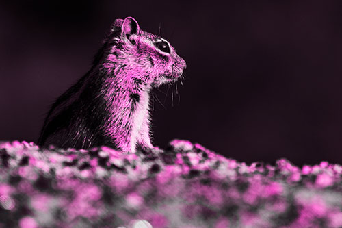 Squirrel Piques Distant Interest (Pink Tone Photo)