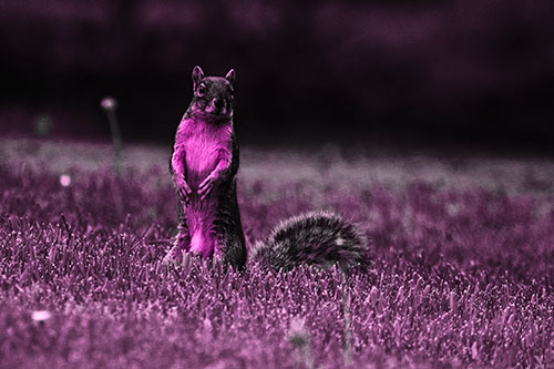 Squirrel Standing Atop Fresh Cut Grass On Hind Legs (Pink Tone Photo)