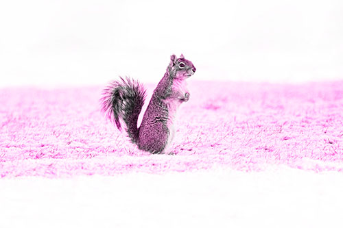 Squirrel Standing On Snowy Patch Of Grass (Pink Tone Photo)
