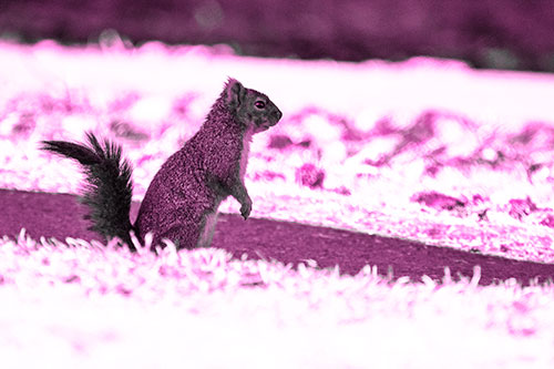 Squirrel Standing Upwards On Hind Legs (Pink Tone Photo)
