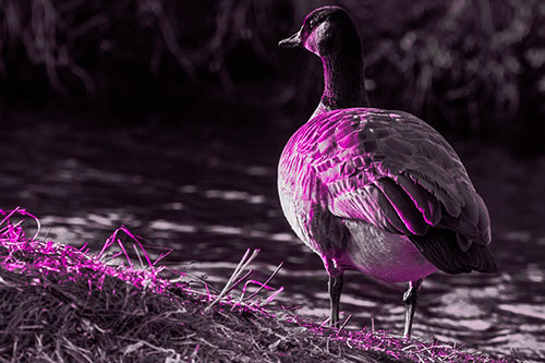 Standing Canadian Goose Looking Sideways Towards Sunlight (Pink Tone Photo)