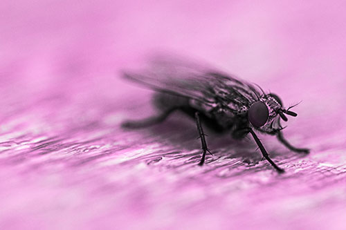 Standing Cluster Fly Resting Atop Wood (Pink Tone)