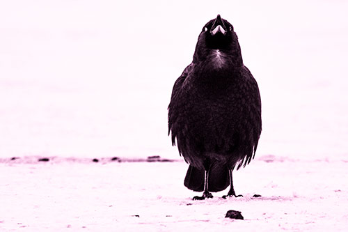 Standing Crow Cawing Loudly (Pink Tone)