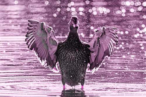 Standing Mallard Duck Flapping Wings Among Shore (Pink Tone)