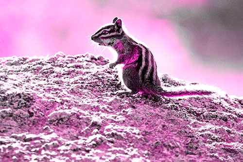 Standing Open Mouthed Chipmunk In Shock (Pink Tone Photo)