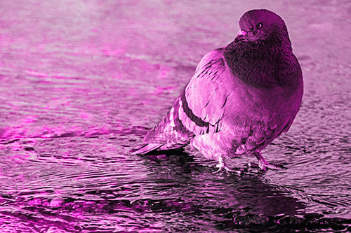 Standing Pigeon Gandering Atop River Water (Pink Tone Photo)