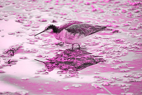 Standing Sandpiper Wading In Shallow Algae Filled Lake Water (Pink Tone Photo)