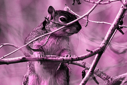 Standing Squirrel Peeking Over Tree Branch (Pink Tone Photo)