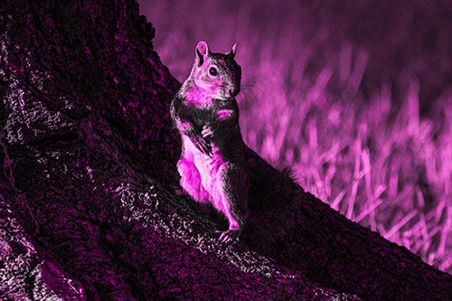 Standing Squirrel Poses Among Sloping Tree Stump (Pink Tone)