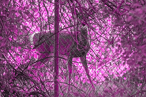 Startled White Tailed Deer Freezes Behind Chain Link Fence (Pink Tone)