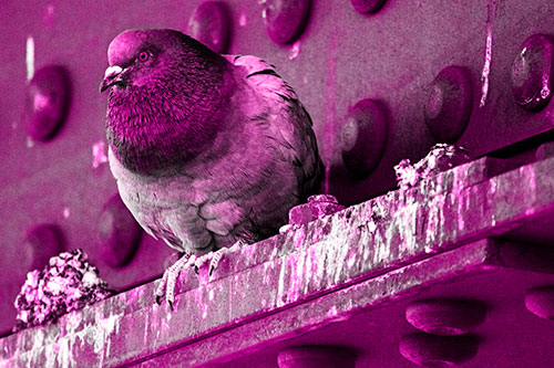 Steel Beam Perched Pigeon Keeping Watch (Pink Tone Photo)