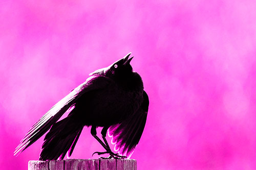 Stomping Grackle Croaking Atop Wooden Fence Post (Pink Tone Photo)