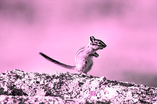 Straight Tailed Standing Chipmunk Clenching Paws (Pink Tone Photo)