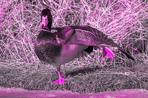 Stretching Mallard Duck Along Icy River Shoreline (Pink Tone Photo)